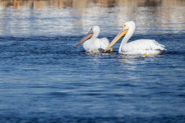 Two American white pelicans swimming in the water. 