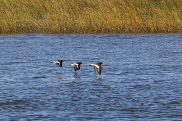 Three American oystercatchers flying low over the water in an estuary. 