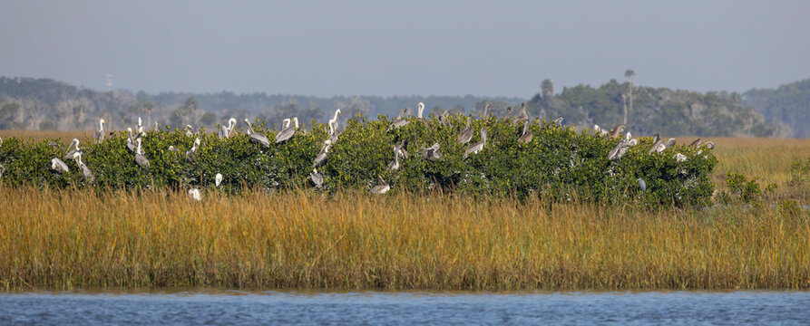 A group of brown pelicans perched in mangroves in a saltwater marsh. - Powered by Adobe