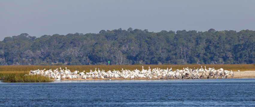 A large group of American white pelicans and brown pelicans gathered on an oyster mound at the edge of the Tolomato River and preening.  - Powered by Adobe