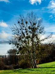 Obraz premium Baum mit vielen Misteln im Spätherbst