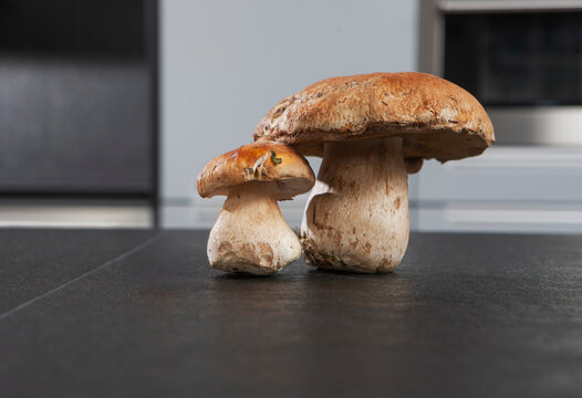 Still life of porcini mushrooms, boletus edulis, on a kitchen counter