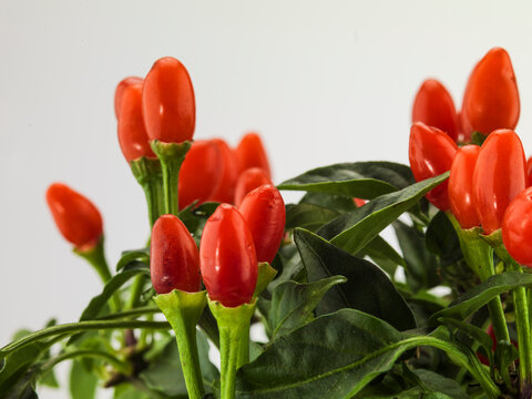 Still life of goji berry plant
