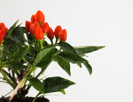 Still life of goji berry plant