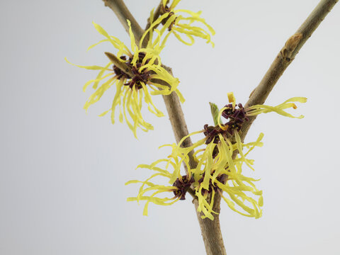 Still life of hamamelis flowers on a branch