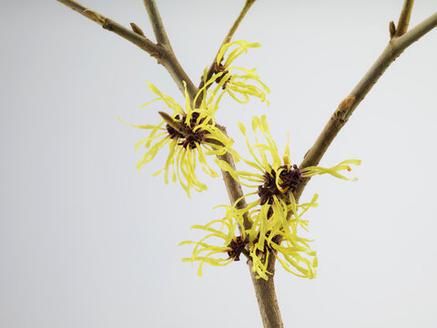 Still life of hamamelis flowers on a branch