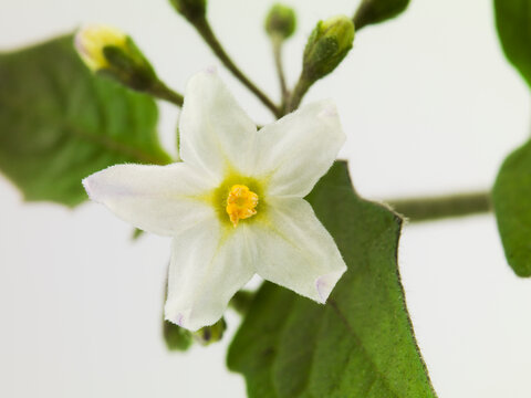 Still life of black nightshade flower