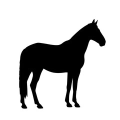 Horse silhouette, side view. Isolated black flat element of standing horse on white background. Vector icon, logo, illustration.