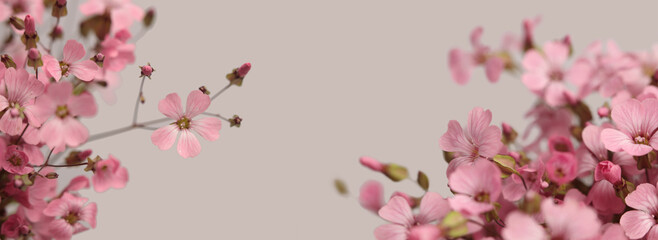 Obraz premium Smoke close-up selective soft focus pink beige Gypsophila, Vaccaria Flower bouquet. Natural art blur background.