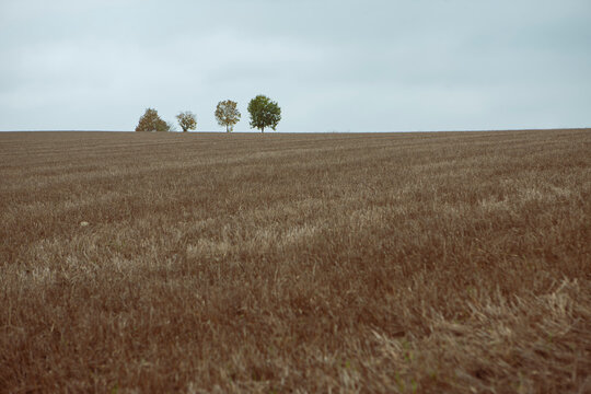 Field of winter wheat on a hill after cutting with four trees on the horizon 