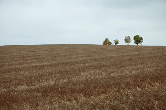 Field of winter wheat on a hill after cutting with four trees on the horizon 