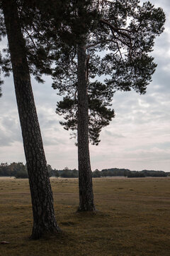 Open field with scots pine trees