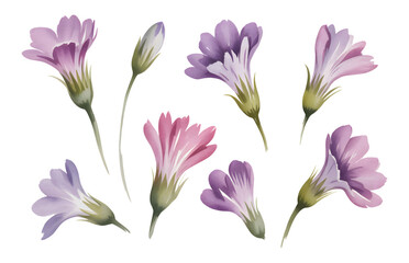 Morning glory petals illustrated in pastel watercolor.
