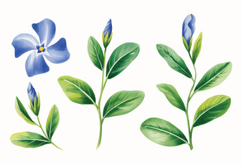 Blue vinca flowers painted in soft watercolor tones. Botanical blue vinca petals illustration.