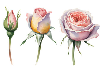 Hand painted watercolor pink rose bouquet isolated on white background. Romantic garden roses for textile floral patterns.