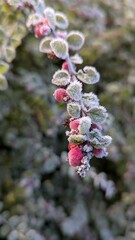 Vertical macro of a Cotoneaster shrub branch with pinkish-red berries and green leaves covered in white hoarfrost.