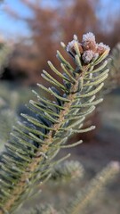 Macro close-up of a blue spruce conifer branch with buds covered in white hoarfrost against a blue sky.