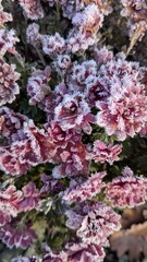 A cluster of reddish-purple Chrysanthemum flowers covered in thick white hoarfrost on a cold autumn morning.