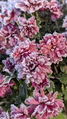 Vertical close-up of a cluster of reddish-purple Chrysanthemum flowers covered in thick white hoarfrost on a freezing morning.