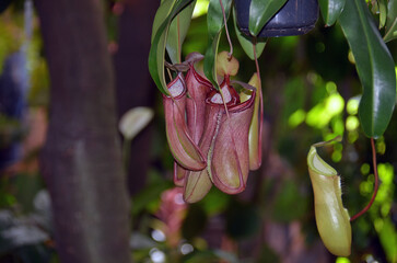 Moscow State University Botanical Garden. Pitcher plants (Nepenthes)