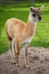 Obraz premium a baby guanaco found in South America, a relative of the llama and one of the largest mammals in the Andes.
