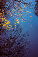 Beautiful tree twigs and its reflection