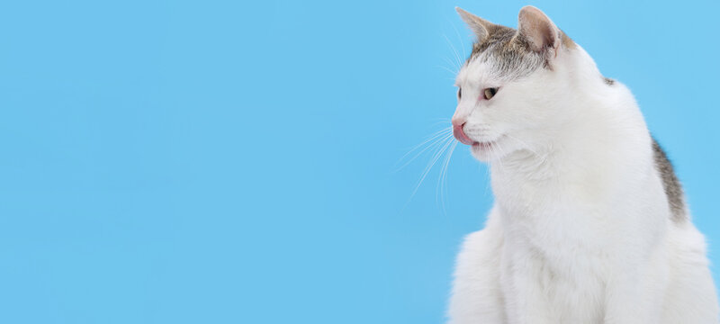 White cat licking lips on blue background, playful pet portrait, clean minimal studio concept, animal behavior, humor and cuteness concept, copy space for design.