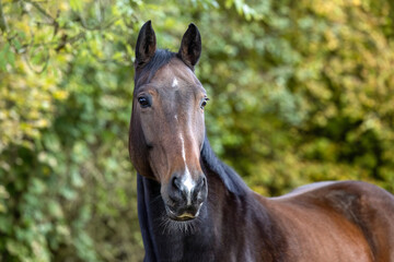 A bay warmblood gelding looks to the side while standing calmly outdoors, framed by soft natural light and autumn foliage.