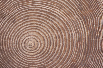Naklejka premium Tree Rings close-up of cross section