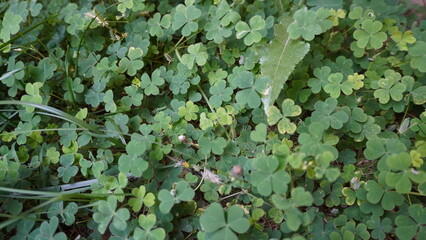 Close-up of dense ground cover consisting of small four-leaf clovers in vibrant spring green, luck concept.