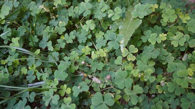 Close-up of dense ground cover consisting of small four-leaf clovers in vibrant spring green, luck concept.