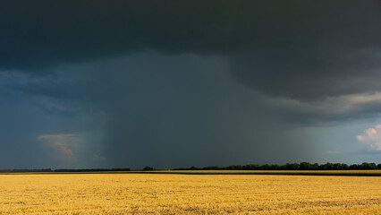A wheat field after the harvest and a dark rainy sky.