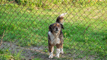 An ordinary house dog behind a metal fence.