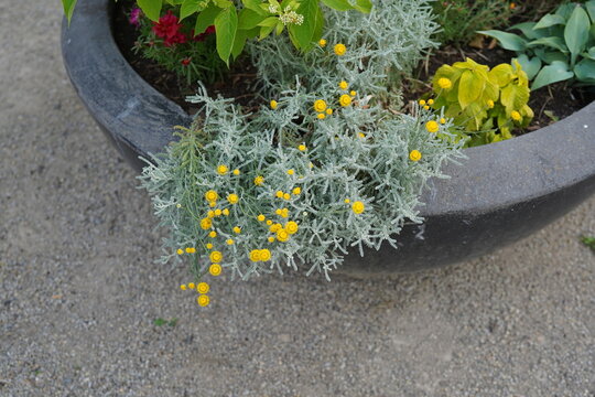 close up image of potted cotton lavender plant (santolina chamaecyparissus) with yellow bloom