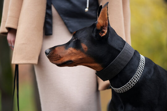 Doberman dog's head in profile