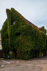 View of an old house covered in ivy.