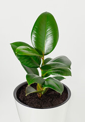 rubber plant ficus elastica potted minimal home