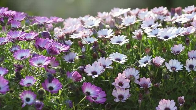Osteospermum flowers, South African daisy or Cape colorful daisy flower blooming outdoors. Flower bed of beautiful pink and white cape marguerite, Dimorphotheca flowers, landscape design, garden 