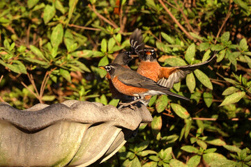 American robins drinking, congregating, and flying around birdbath. 