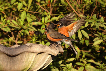 American robins drinking, congregating, and flying around birdbath. 