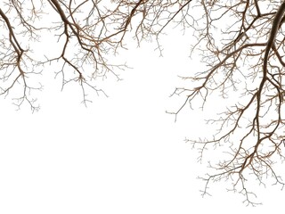 Natural tree branch frame forming an elegant border on white background.