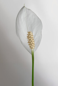 Fleur de Spathiphylle de Wallis (Spathiphyllum wallisii)