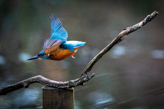 Kingfisher takes off from wooden perch - Powered by Adobe