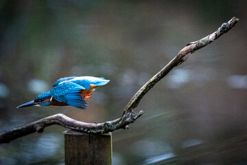 Kingfisher in flight from perch