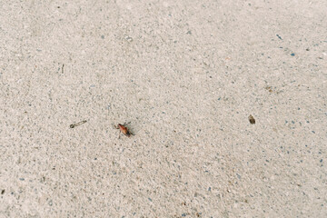 Ant insect sand concrete closeup texture ground outdoor macro view showing a tiny crawling creature on rough beige surface, solitary nature detail with granular background in daylight.