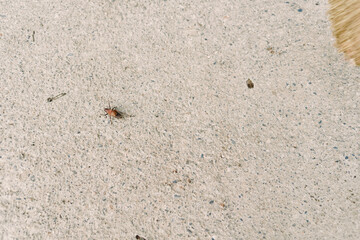 Insect, bug, beetle, sand, broom, closeup: small orange beetle crawling on textured sandlike concrete near broom bristles, outdoor macro detail showing ground surface and shadow.