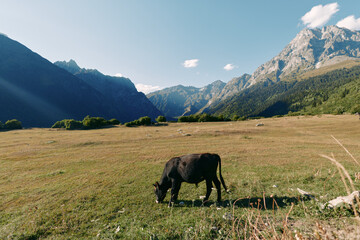 Fototapeta premium Cow grazing in a sunlight meadow valley with mountain landscape, pasture and nature scene. Alone bovine eats grass in wide open plain with distant peaks and clear sky.