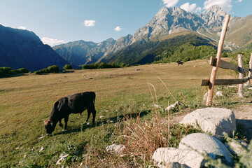 Fototapeta premium Cow grazing on meadow near wooden fence with alpine mountains in background, sunlit pasture landscape and green grass creating a peaceful rural nature scene for outdoor life.