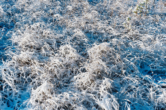 Grass covered with the first snow on the Vindflomyrene Wetlands, part of the Toten&aring;sen Hills, Norway.