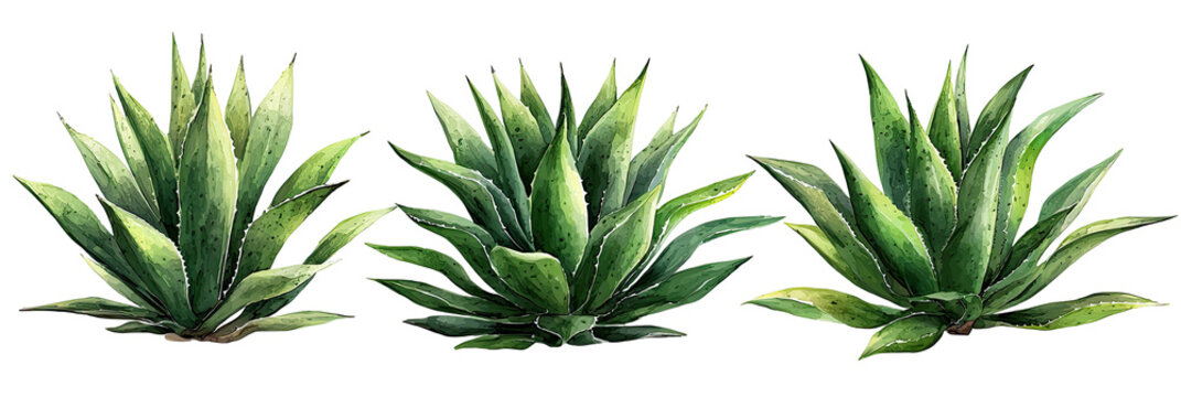 Three agave plants with vibrant green and cream-colored leaves